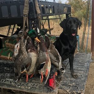 Meet your Posher, Casey